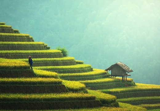 s-vietnam-ryzova-pole.jpg