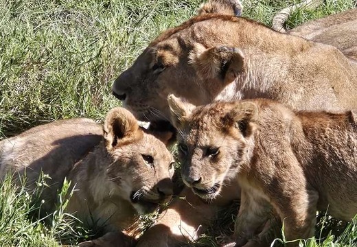 tanzanie-lvi.jpg