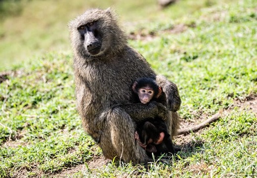tanzanie-opice.jpg