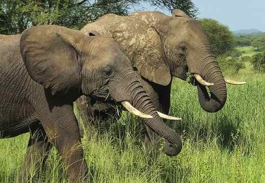 tanzanie-sloni.jpg