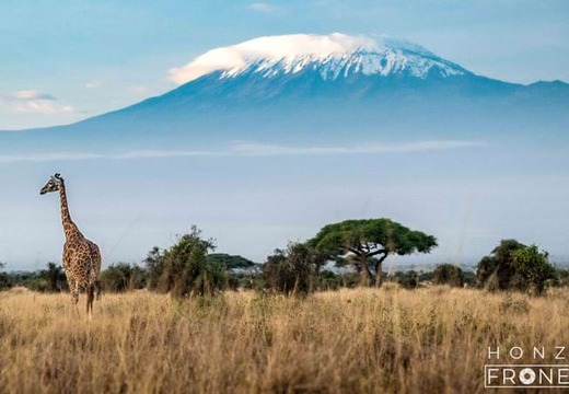 tanzanie-zirafa.jpg
